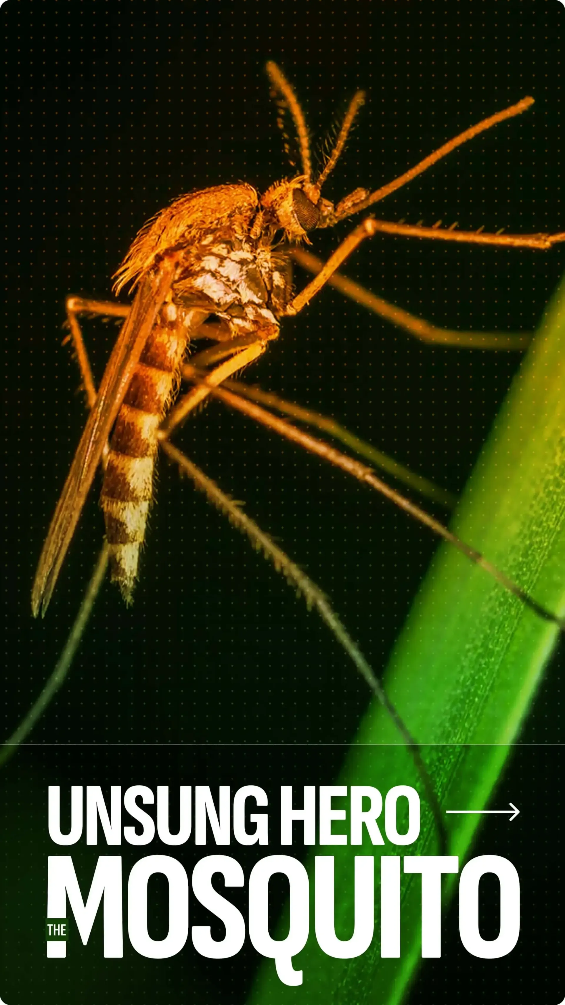 Close-up of a mosquito on a green plant, with text