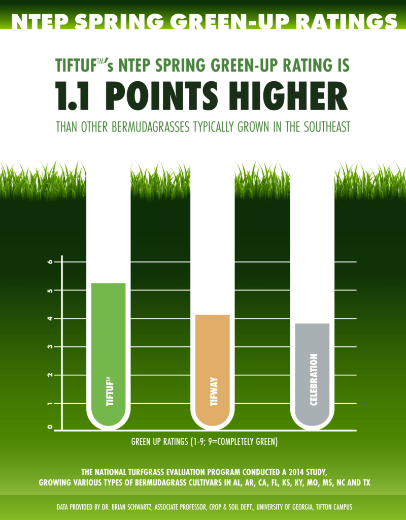 Infographic comparing spring green-up ratings. Tiftuf is highest (green), others are lower (tan, gray) with a 1.1 point difference.