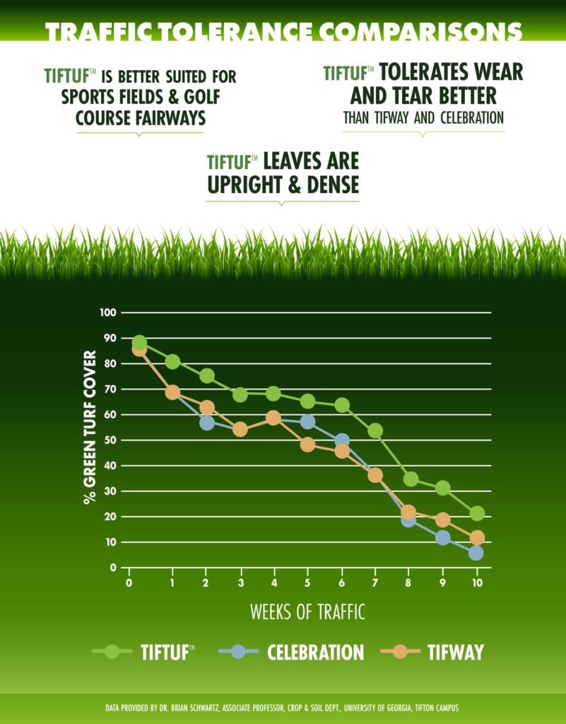 Comparison graph of turfgrass wear. Tiftuf, Celebration, and Tifway cover decreases over time under traffic. Green background.