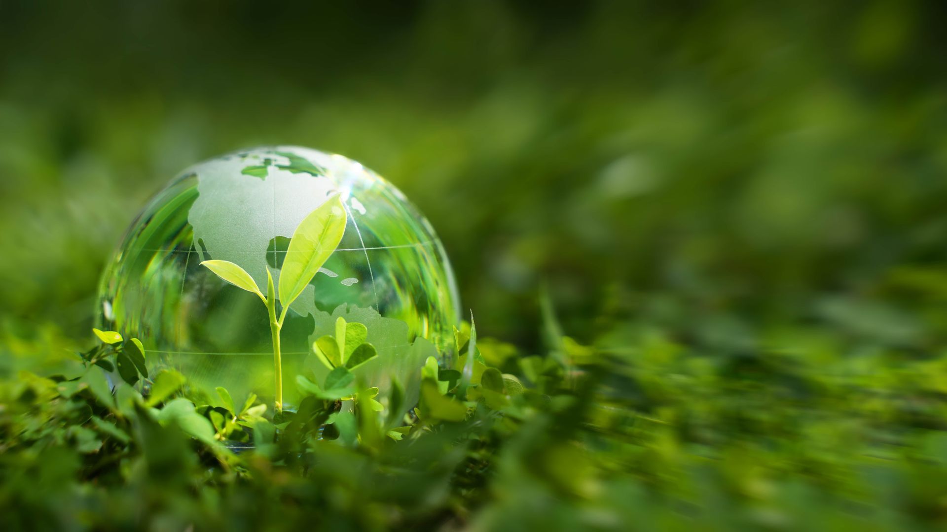 A small plant is growing inside of a glass globe in the grass.