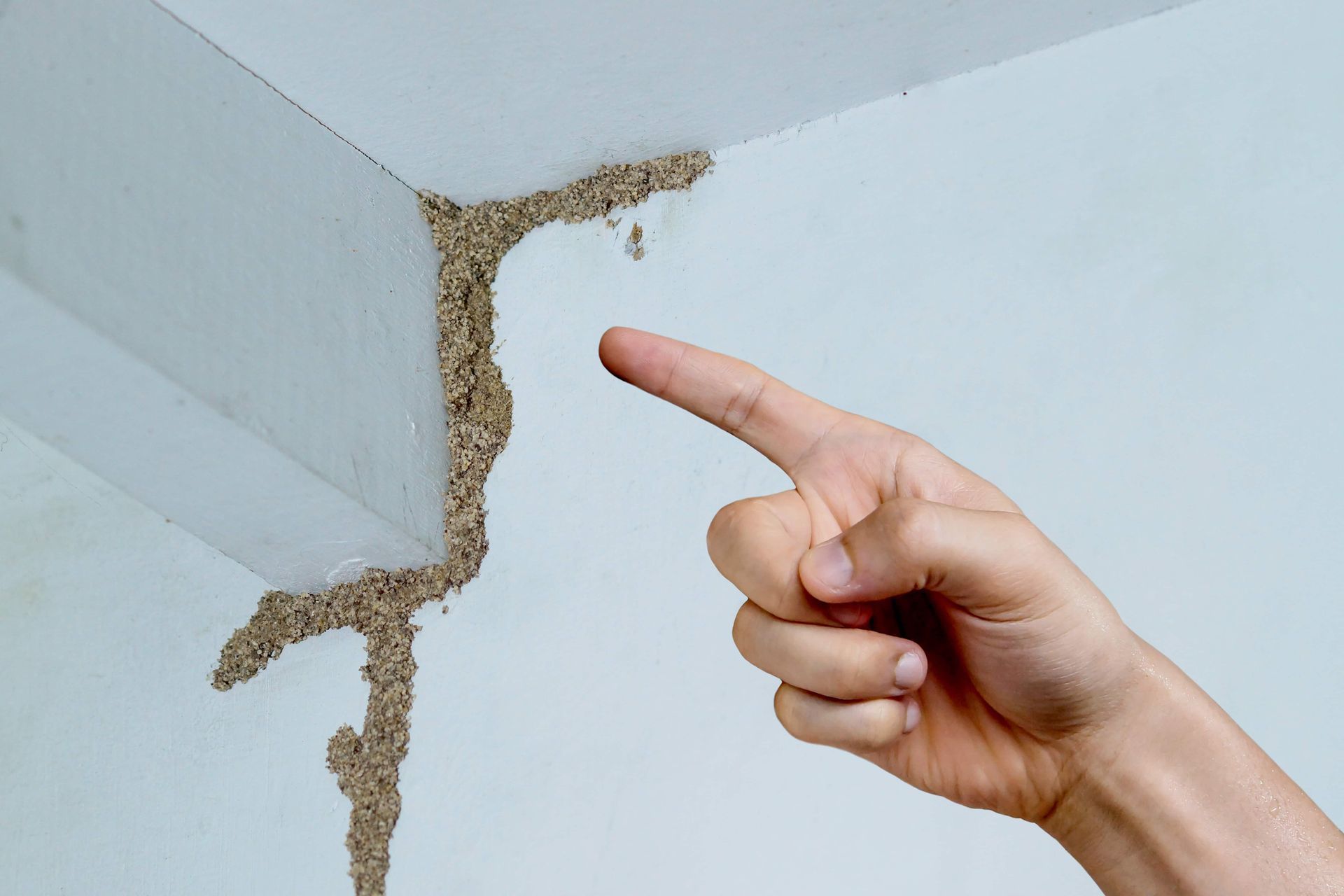 A person is pointing at termites on a wall.