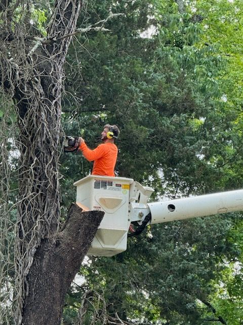 A person is kneeling down holding a small plant in their hands.