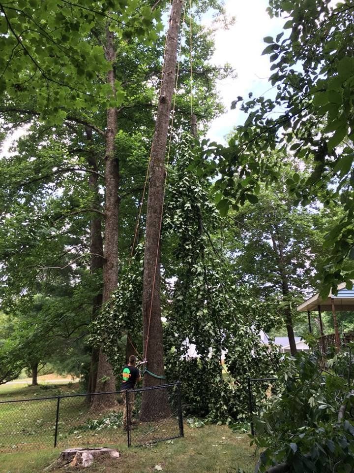 A man is climbing a tree in a backyard.