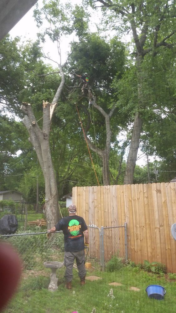 A man is standing in front of a tree that has been cut down.