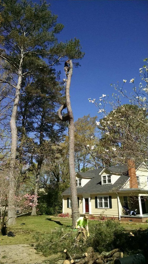 A man is climbing a tree in front of a house.