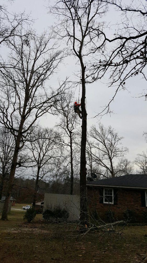 A man is climbing a tree in front of a house.