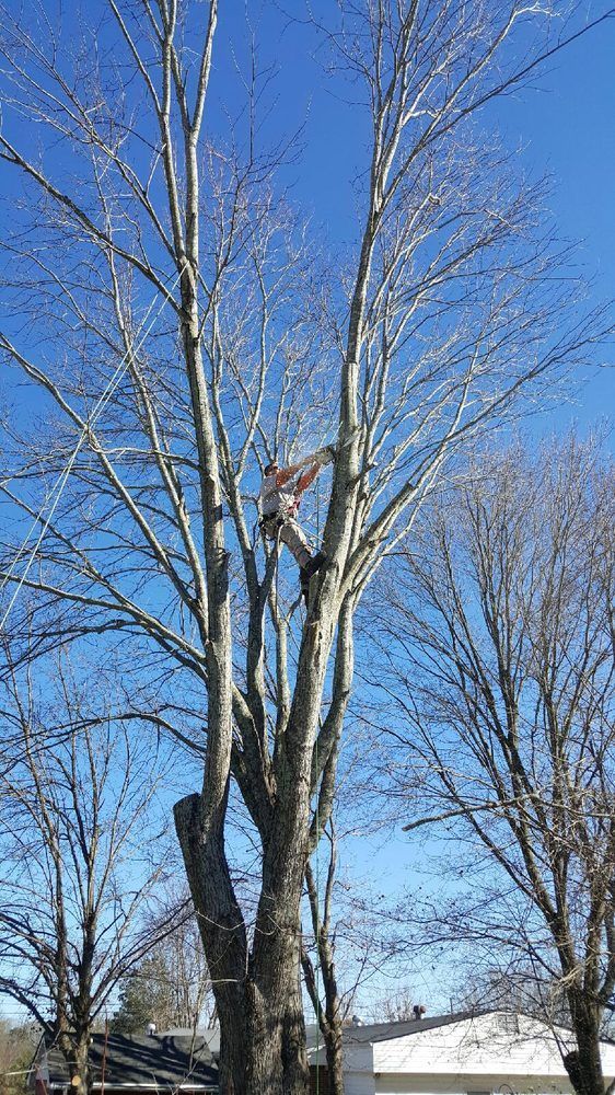 A man is climbing up a tree without leaves.