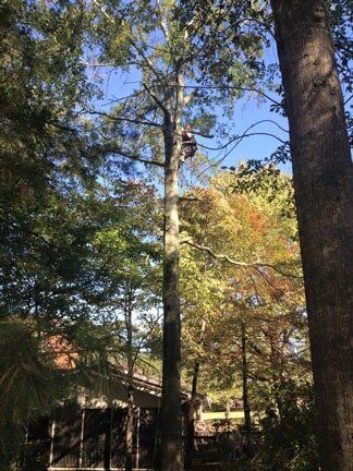 A man is cutting a tree with a chainsaw in a forest.