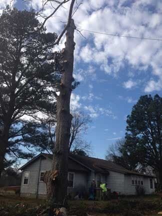 A large tree is sitting in front of a house.