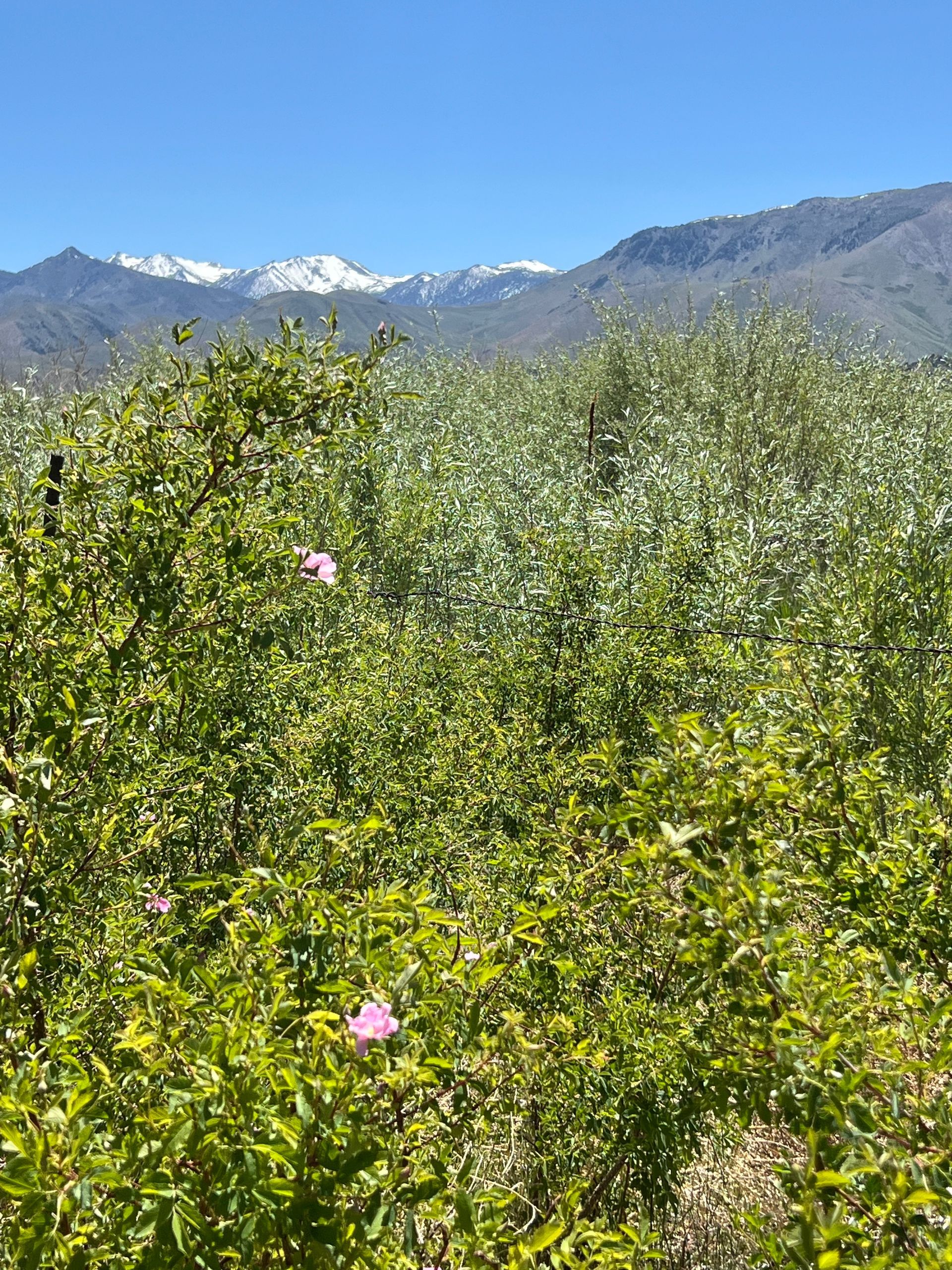 A field of flowers with mountains in the background