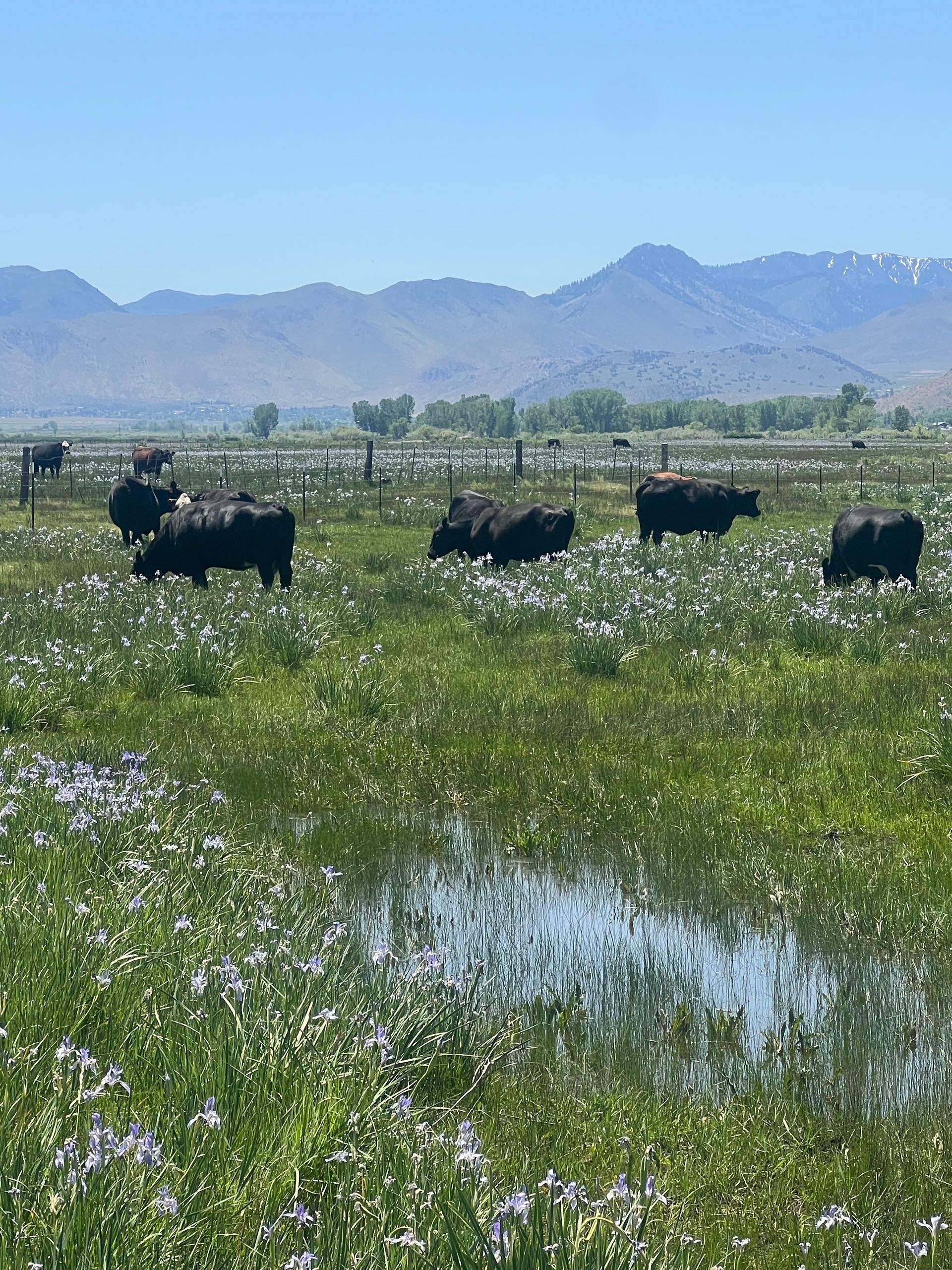 A herd of cows grazing in a field with mountains in the background