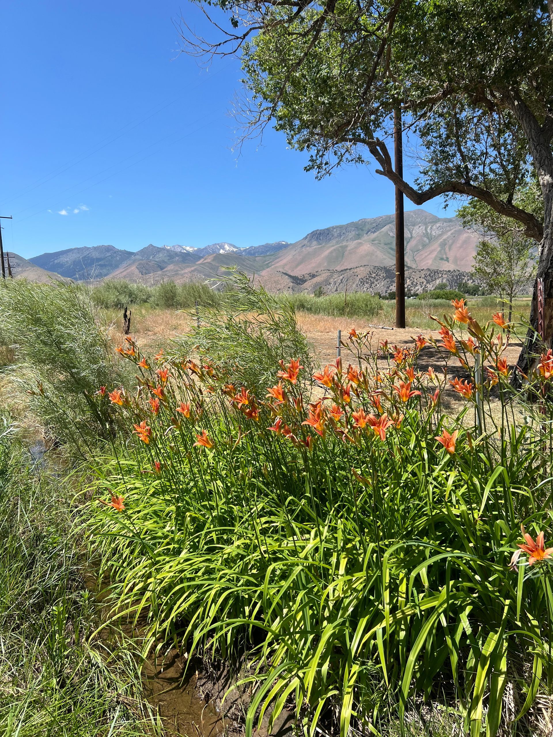 A field of flowers with mountains in the background