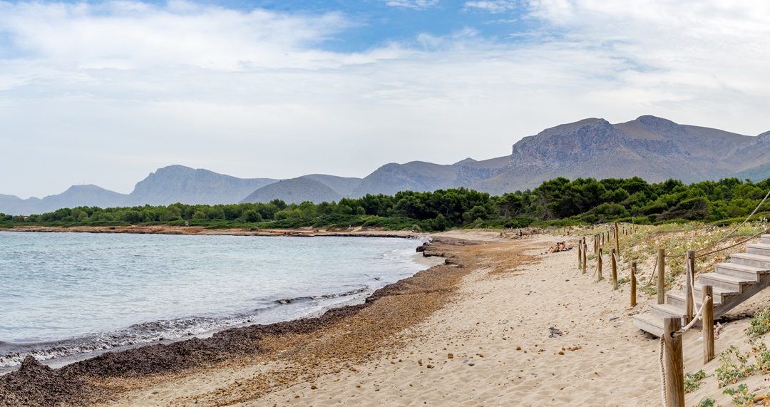 Playa de arena con agua turquesa, algas marrones, árboles verdes y montañas bajo un cielo nublado.