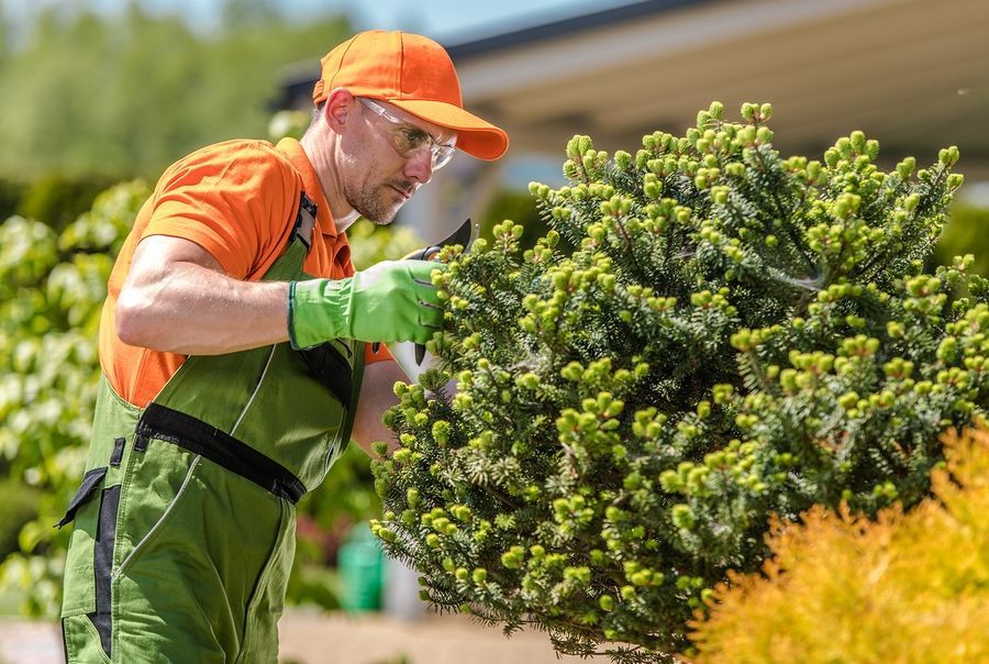A man is cutting a bush with a pair of scissors.