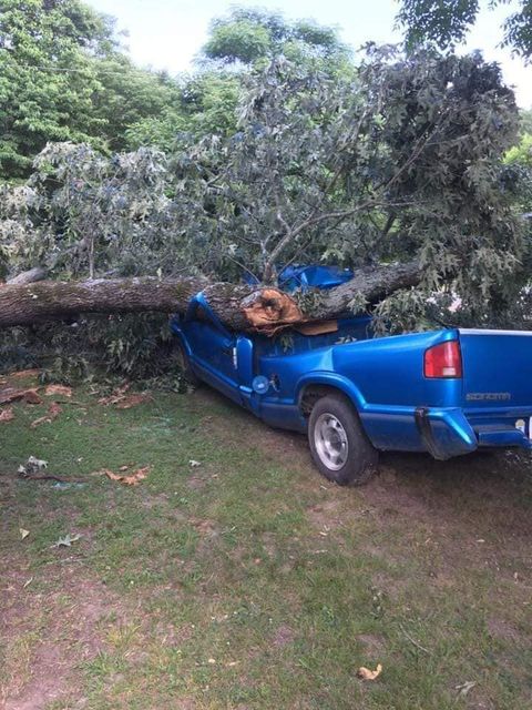Storm Tree Removal Service in Arkansas