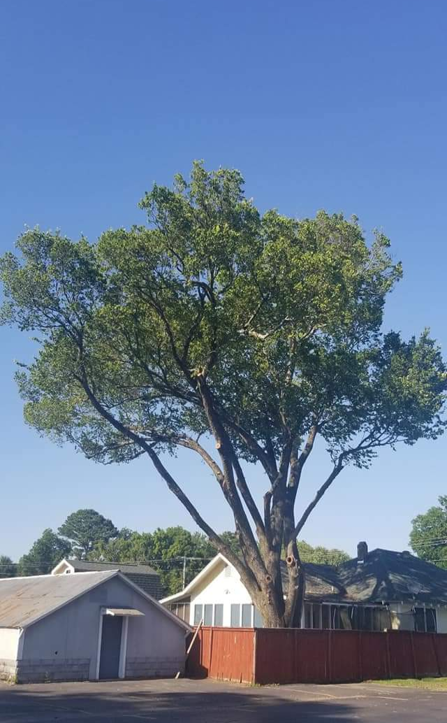 Parsons & Son Tree Trimming