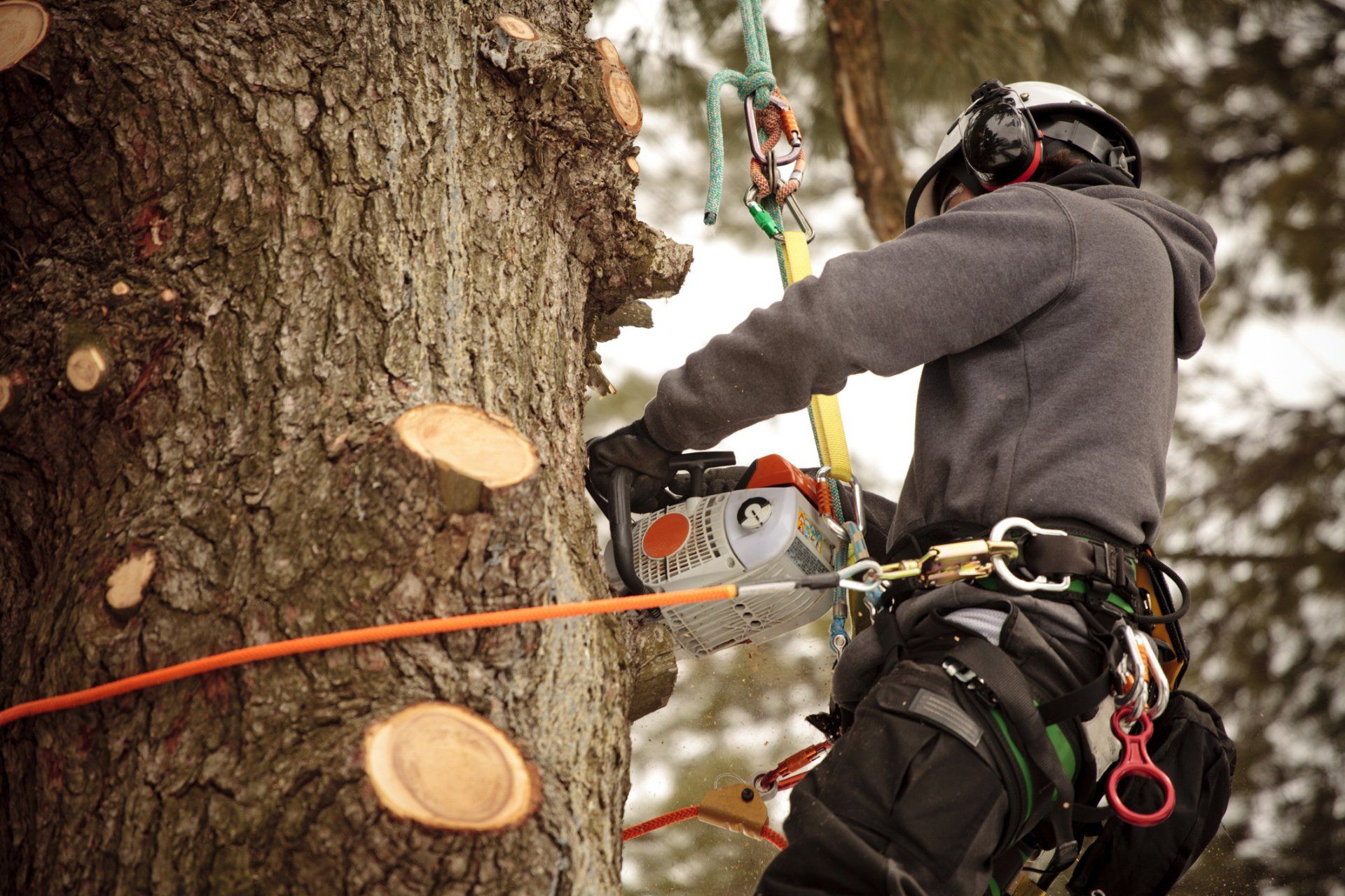 residential tree services, commercial tree services, parson and sons tree service, Arkansas tree services