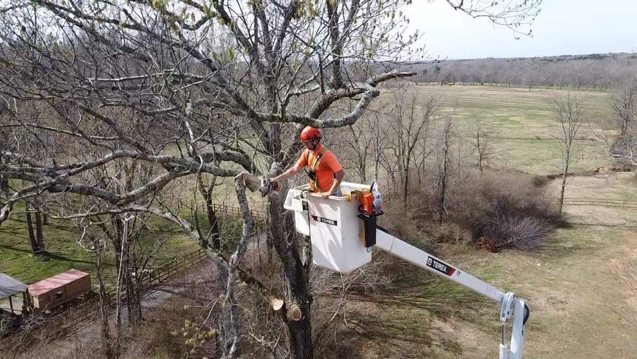 Parsons and Son Tree Service After Completed Tree Job