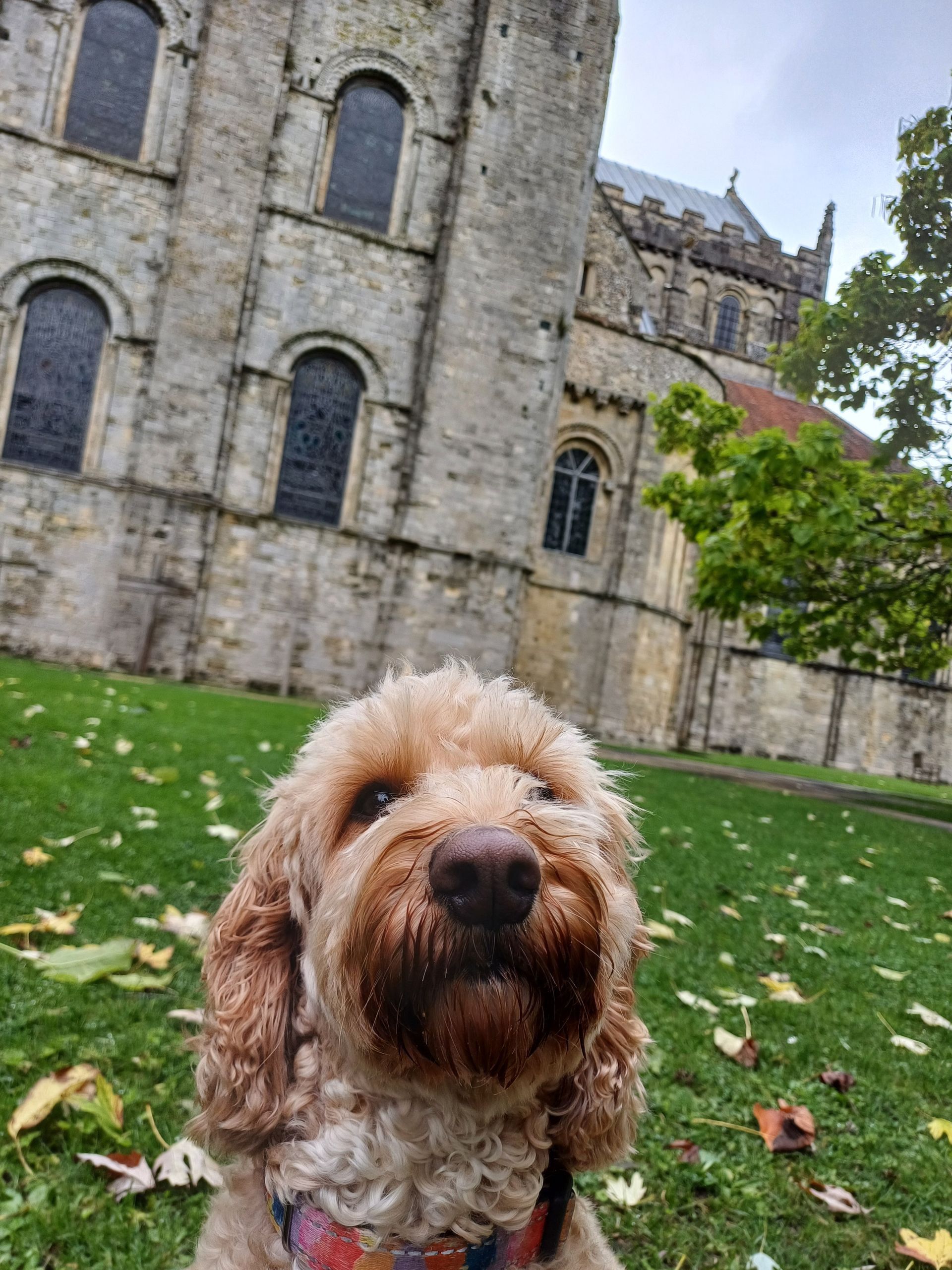 Dog friendly Romsey walking around Romsey Abbey