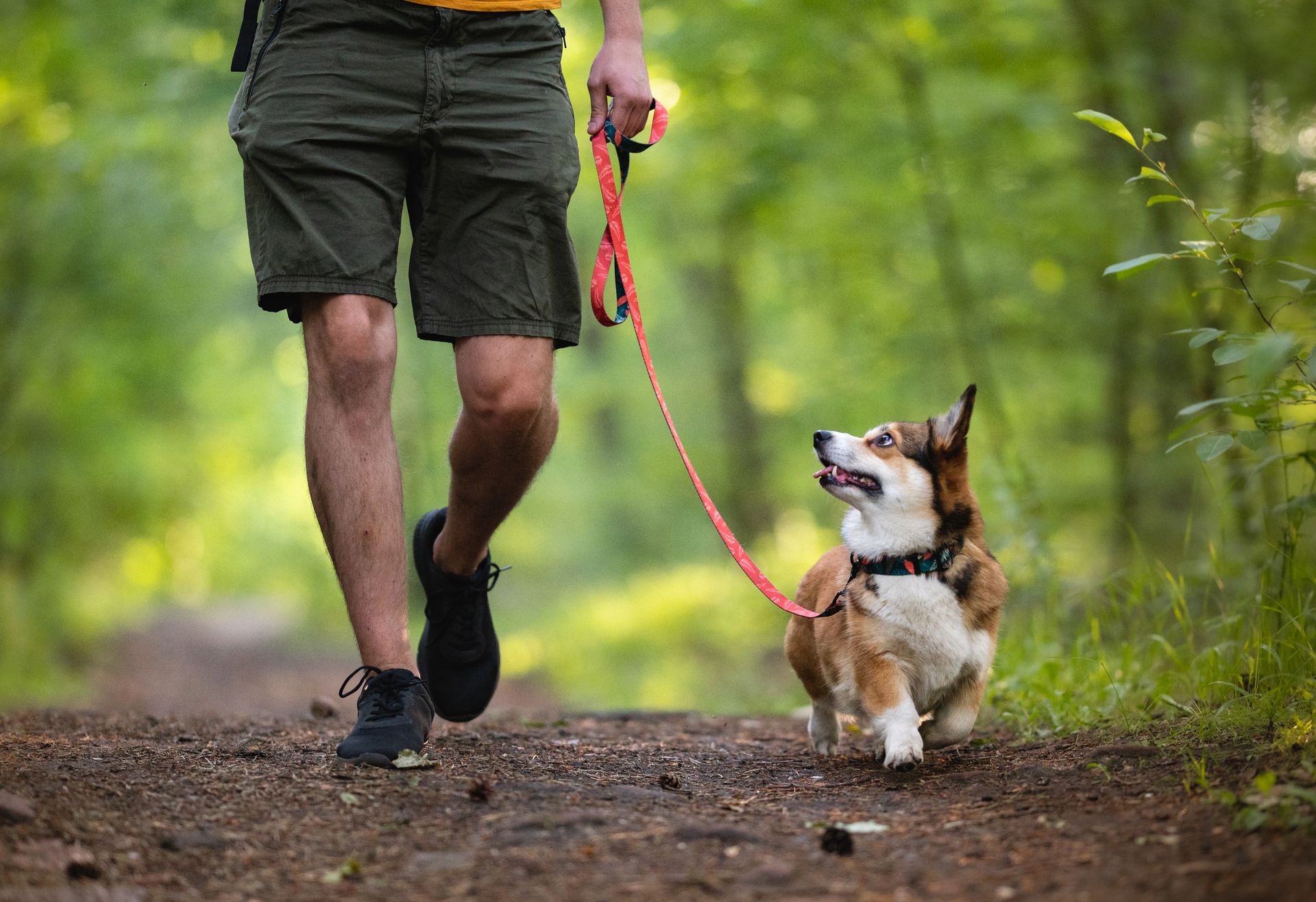 Explore essential tips for walking your dog safely. From leash training to
treats, ensure a secure a
