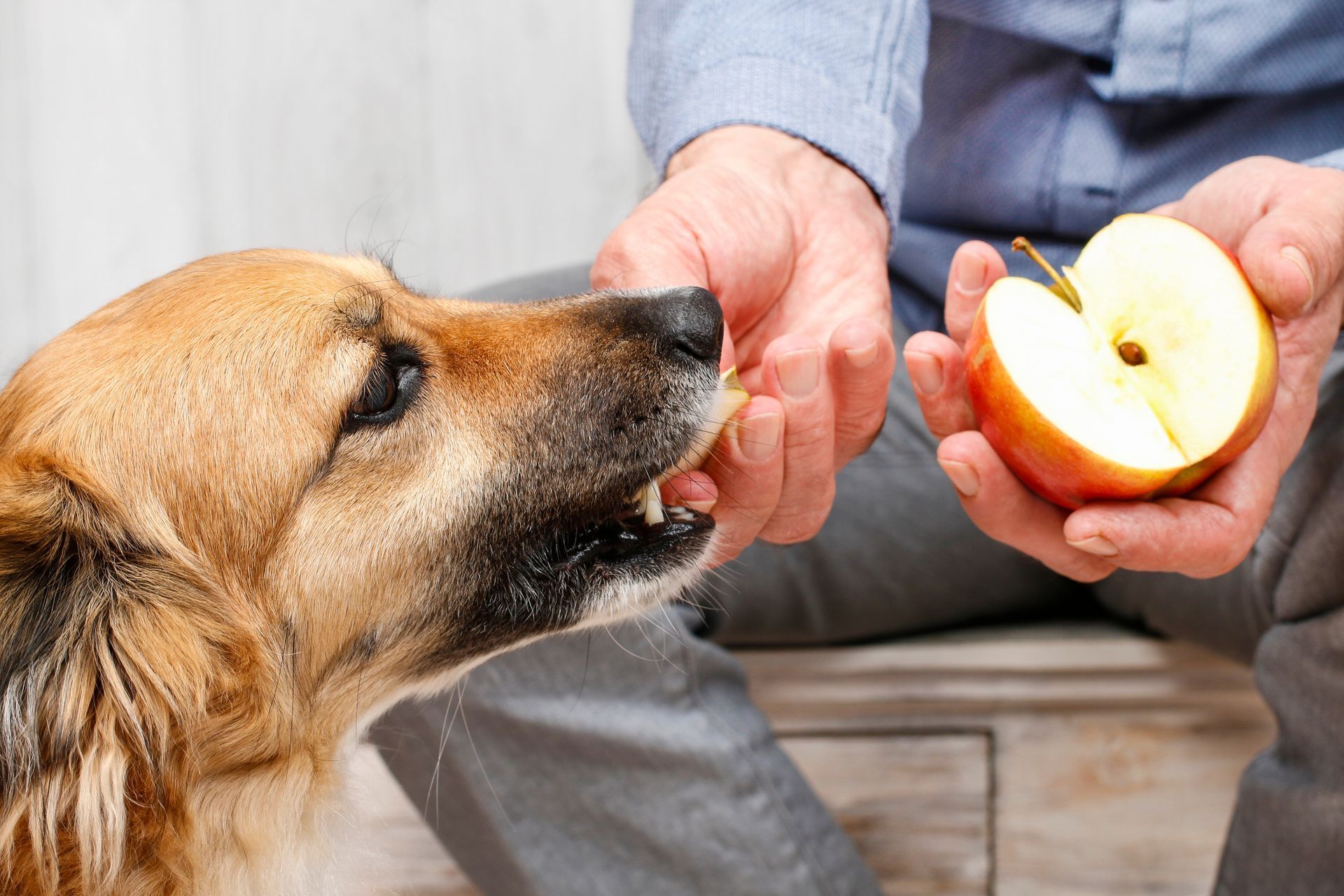 Knowing which fruits are safe for dogs is one of the main challenges for a pet owner