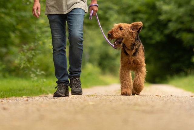 How to become a professional dog walker