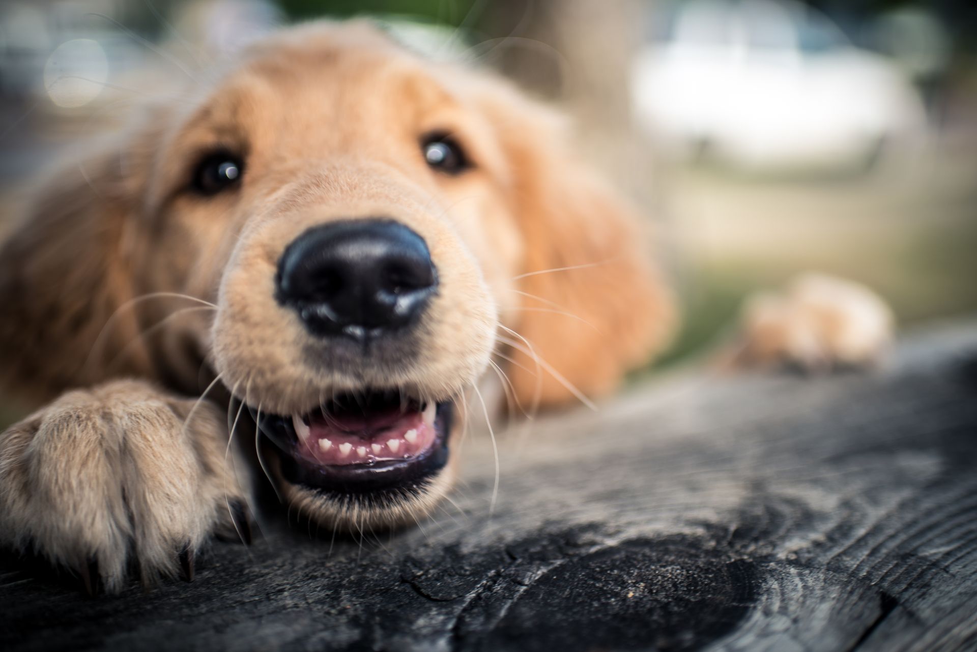 A day out for dogs and families - learn more about all-round health for dogs 