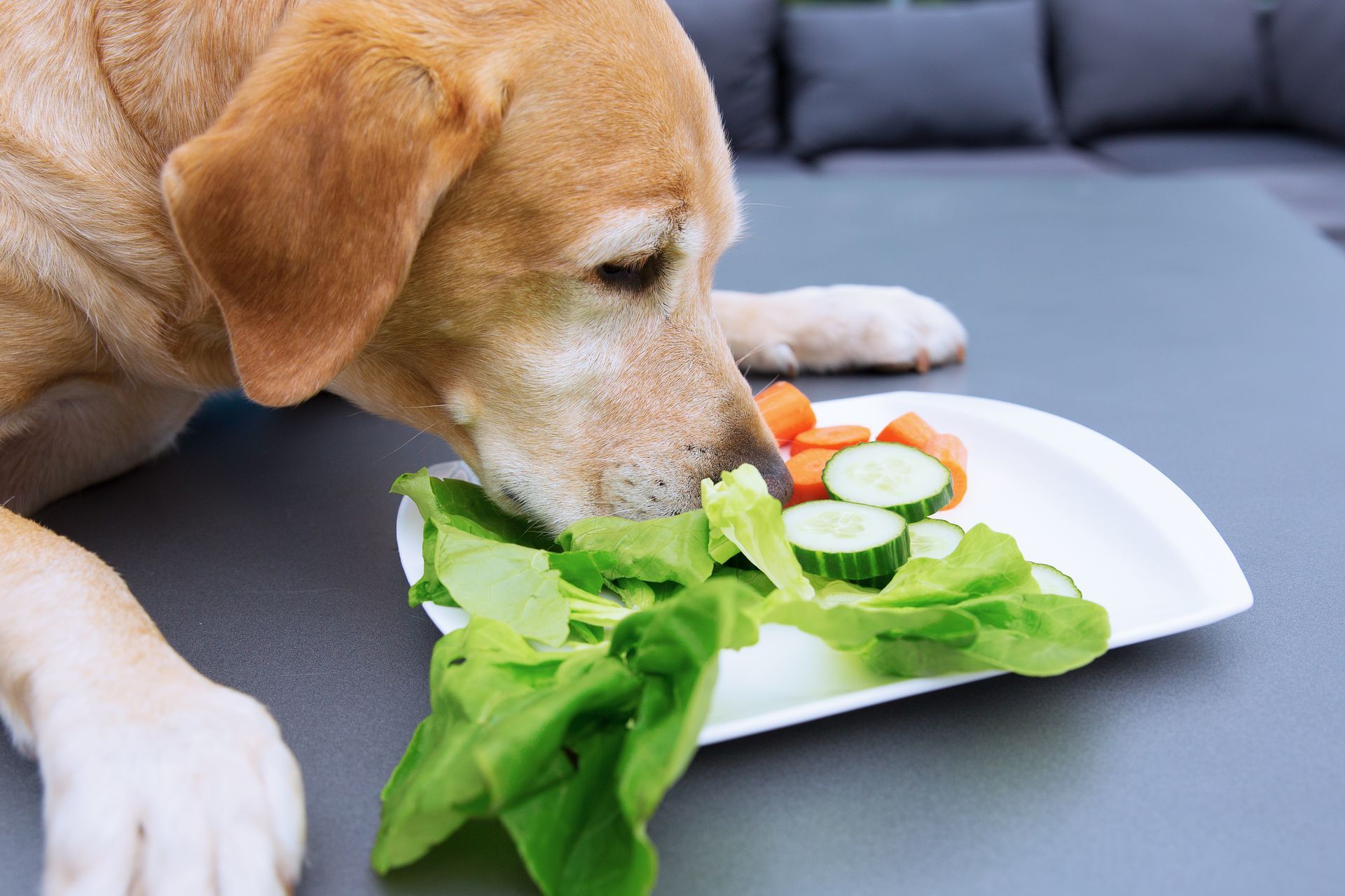 Discover the top 7 vegetables dogs can eat! From carrots to sweet potatoes, ensure your pup's diet i