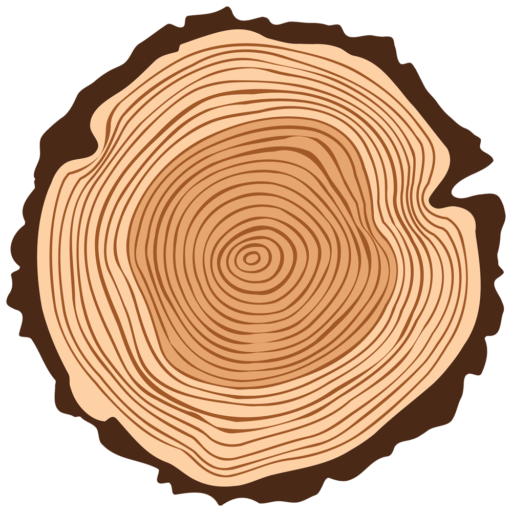 A tree stump showing the annual rings of a tree.