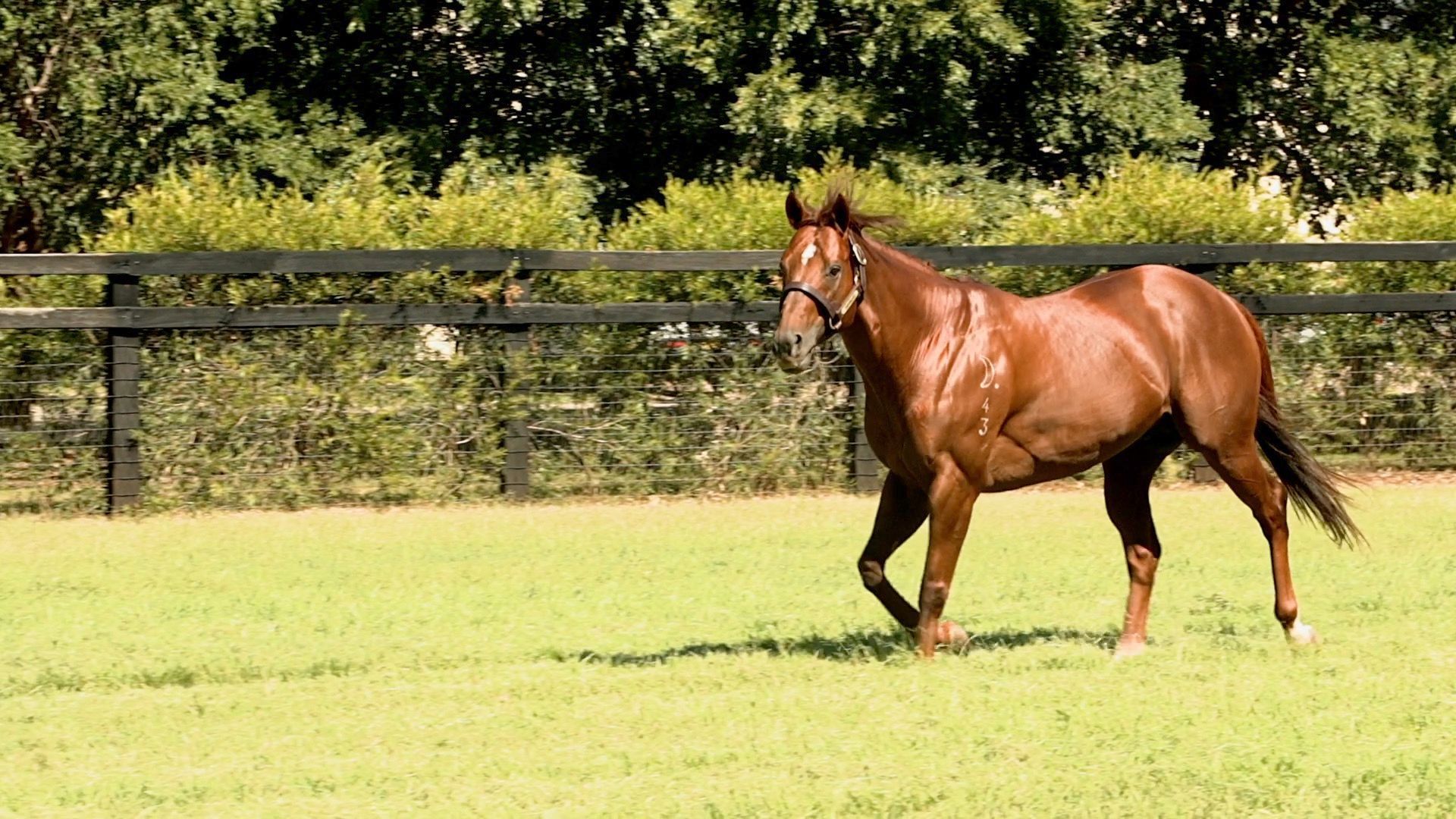 Champion stallions Newgate Stud