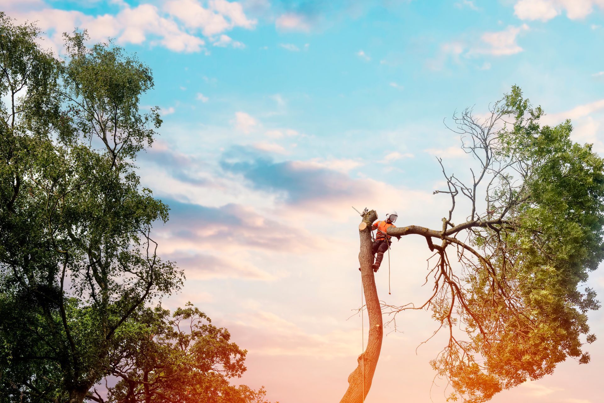 A man is cutting a tree with a chainsaw at sunset.