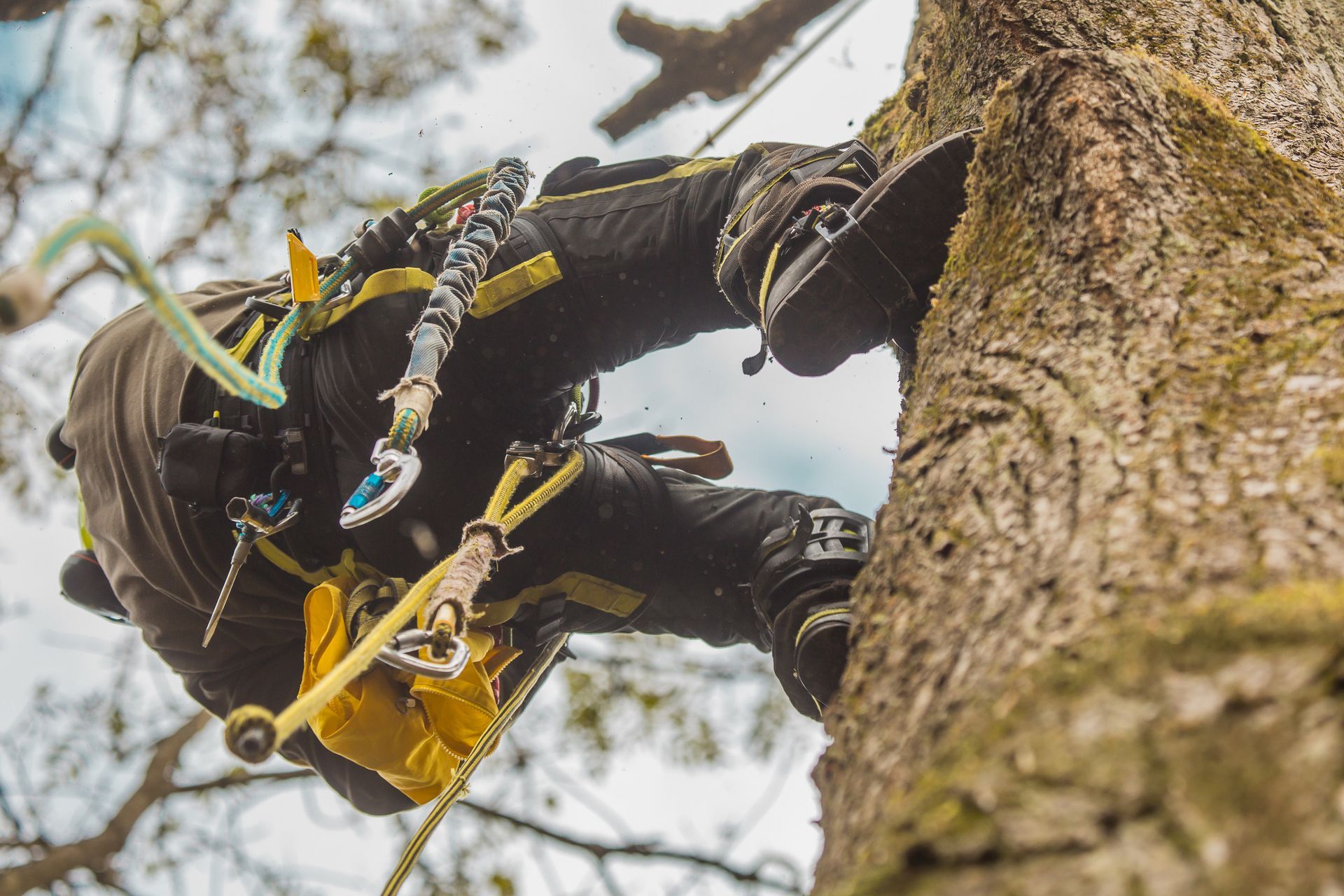 A person is climbing a tree with a chainsaw.