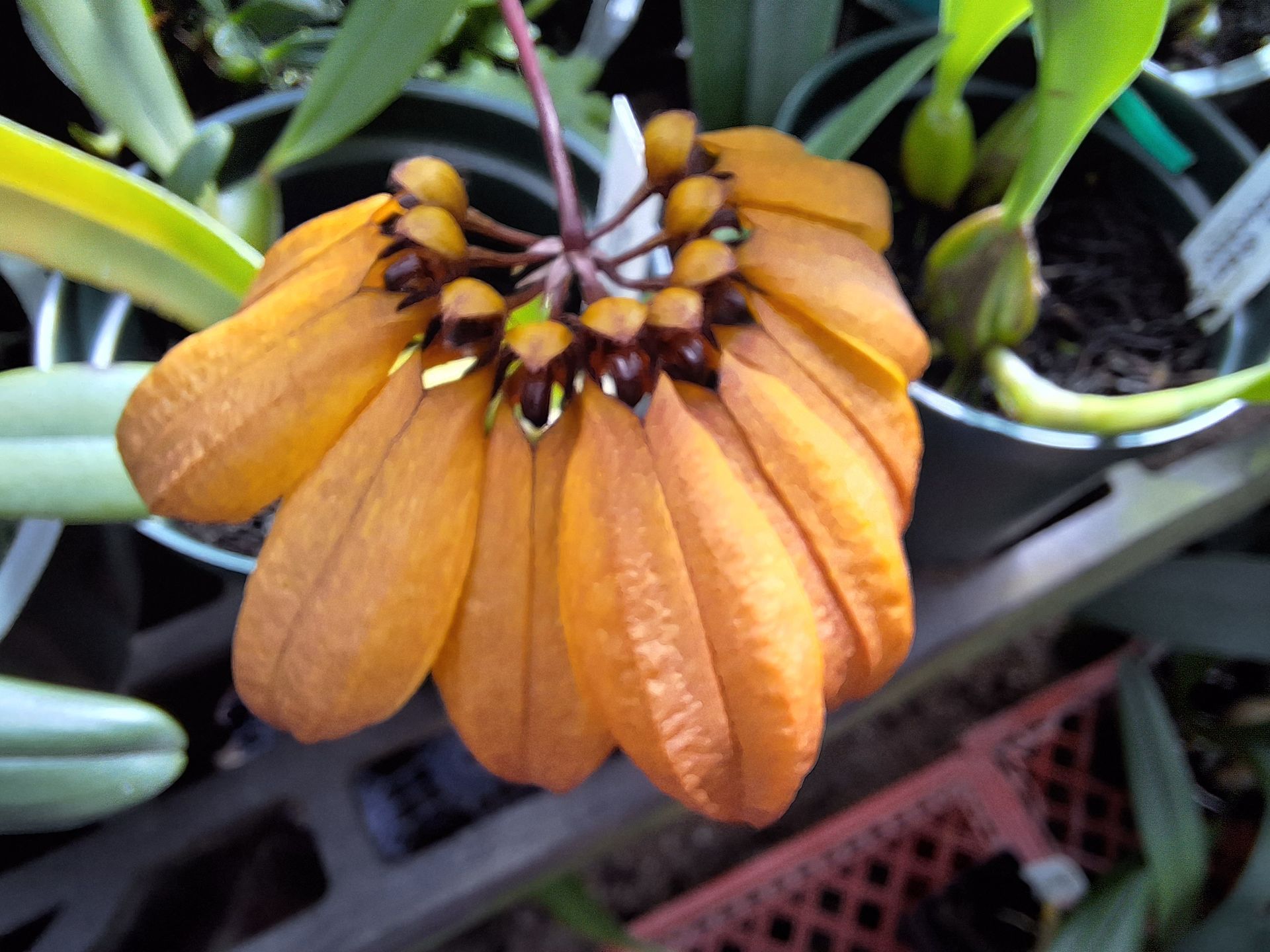 Orange Bulbophyllum orchid bloom, petals arranged in a semicircle, set in a greenhouse with other plants.