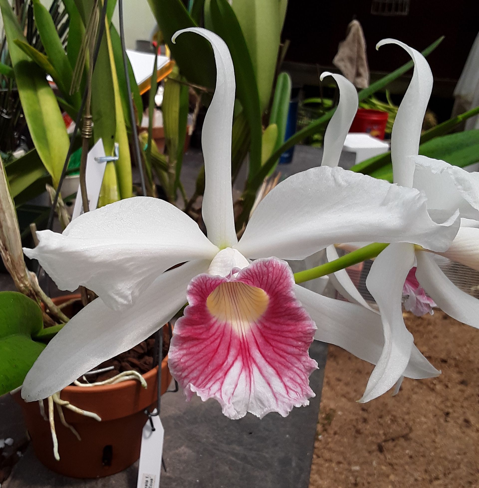 White and pink orchid flowers with long, curved petals, in a pot.