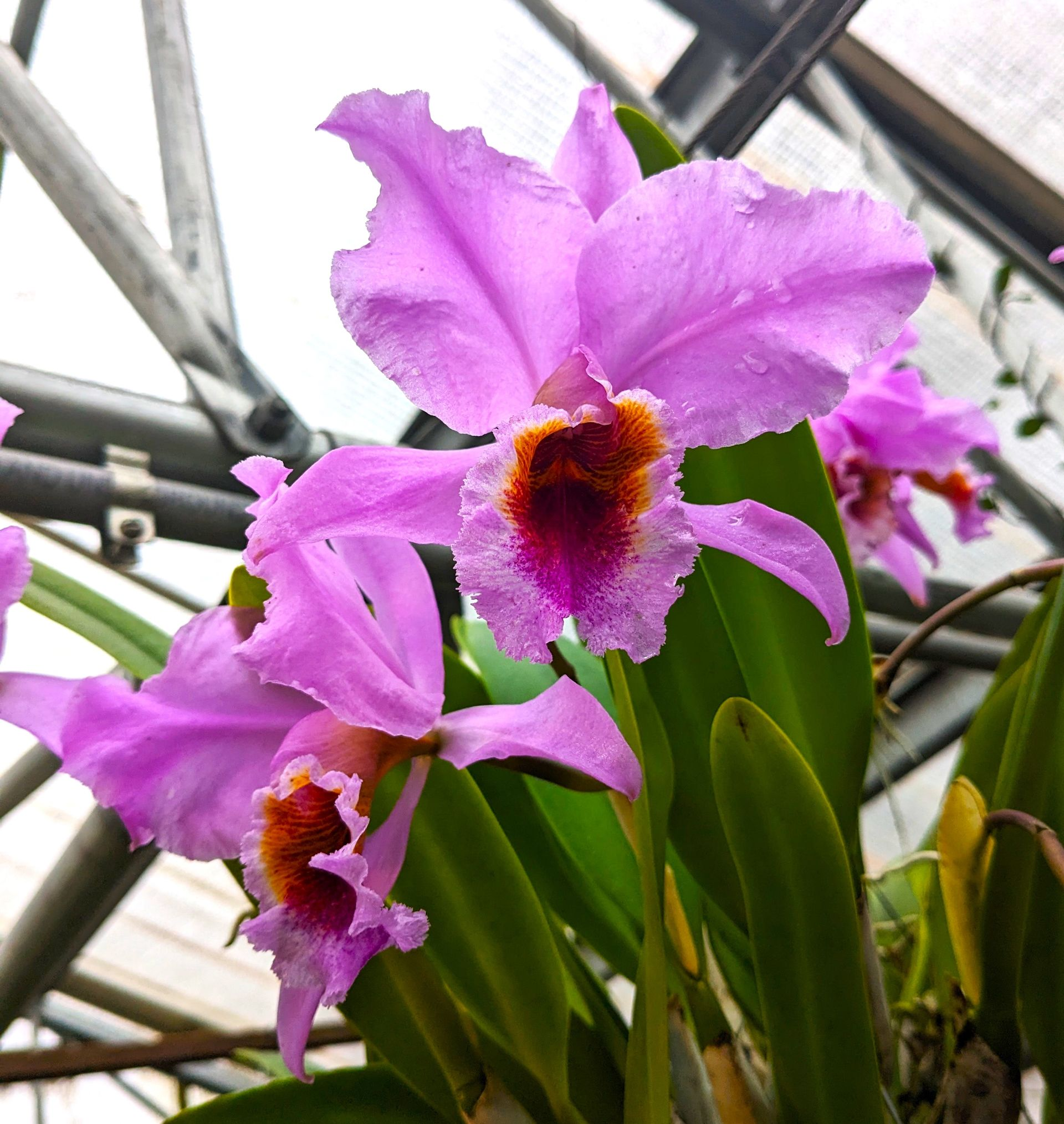 Pink Cattleya orchids with orange and purple centers in a greenhouse.