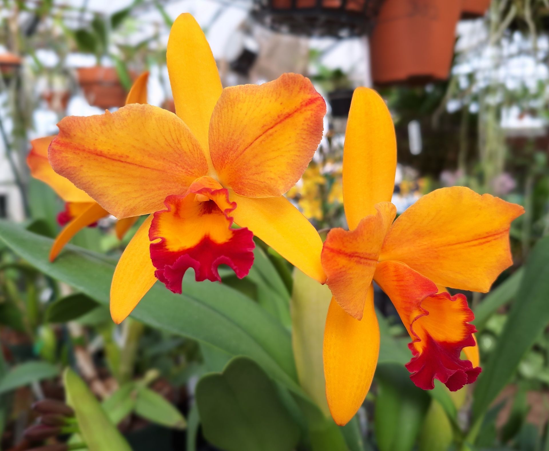 Two orange and red orchids with yellow petals, in a greenhouse setting.