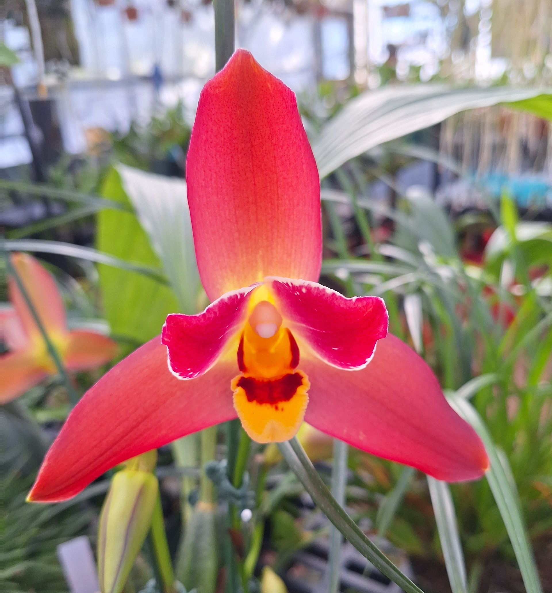 Red orchid bloom with yellow and brown accents, set against a blurred green greenhouse backdrop.