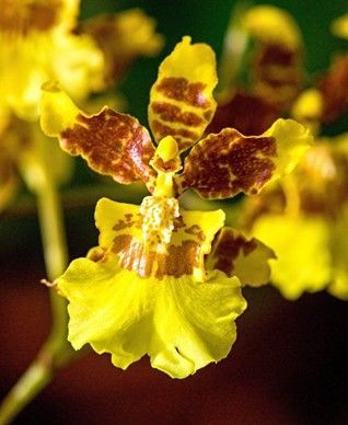 Yellow orchid with brown markings; close-up.