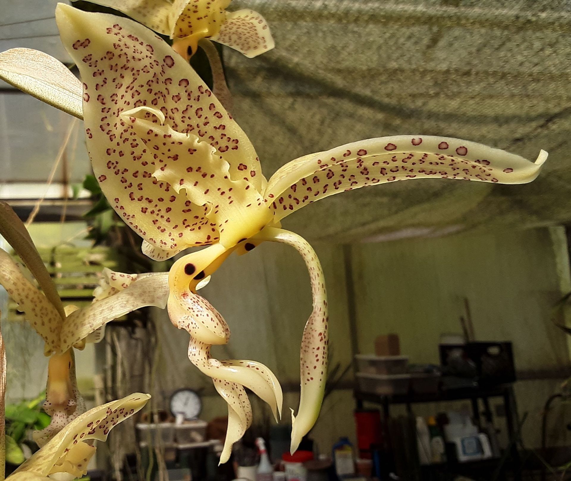 Yellow orchid with brown spots, long petals, growing indoors.