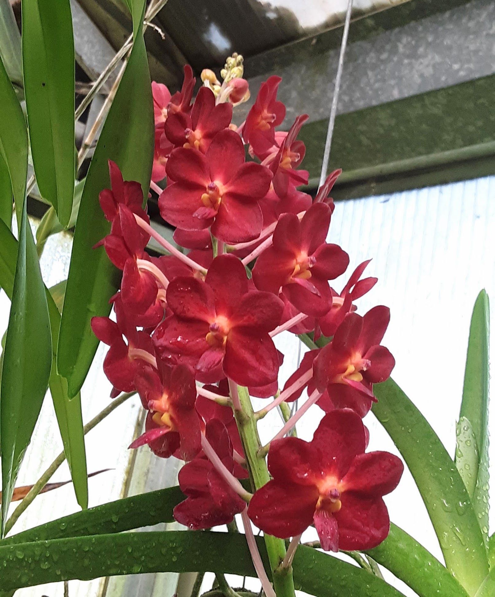 Red orchid flowers in bloom, with green leaves, in a greenhouse setting.