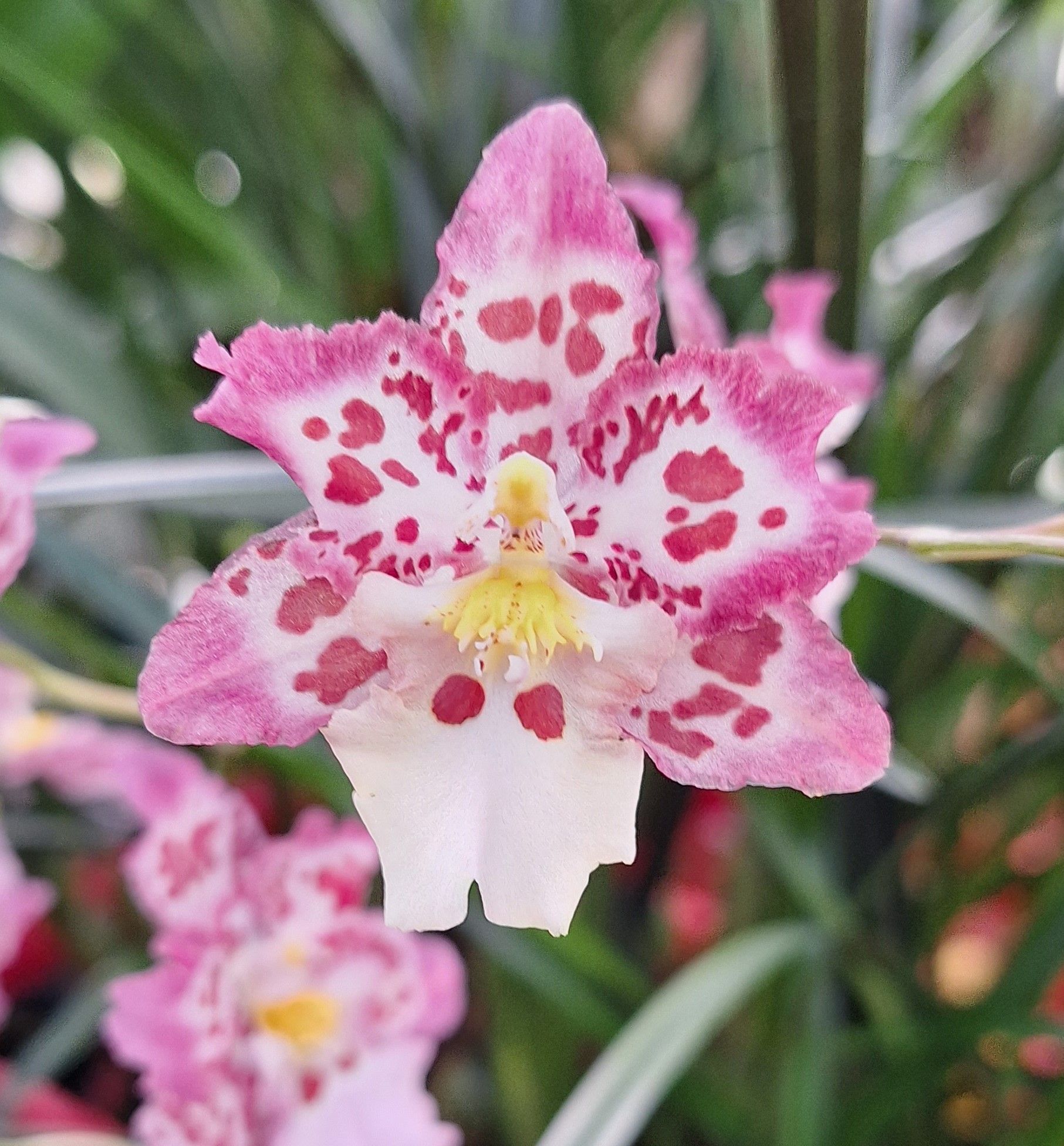 Pink and white spotted orchid flower, with yellow center.