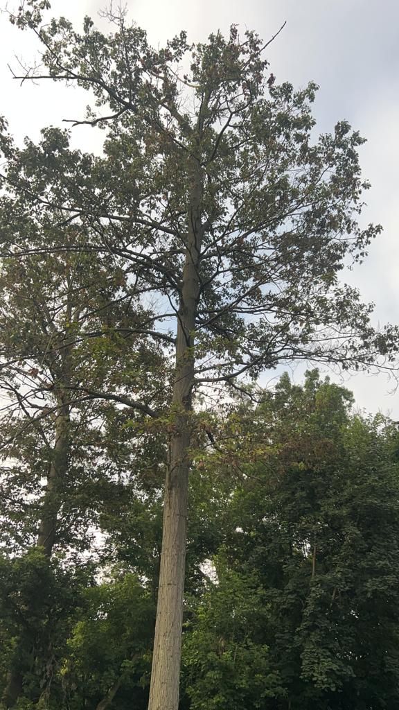 Trees — Bensalem, PA — Angel Multiservices