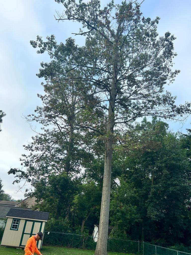 Tree Service — Bensalem, PA — Angel Multiservices