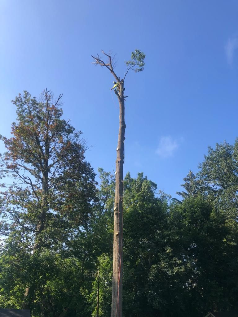 Tree Removal — Bensalem, PA — Angel Multiservices
