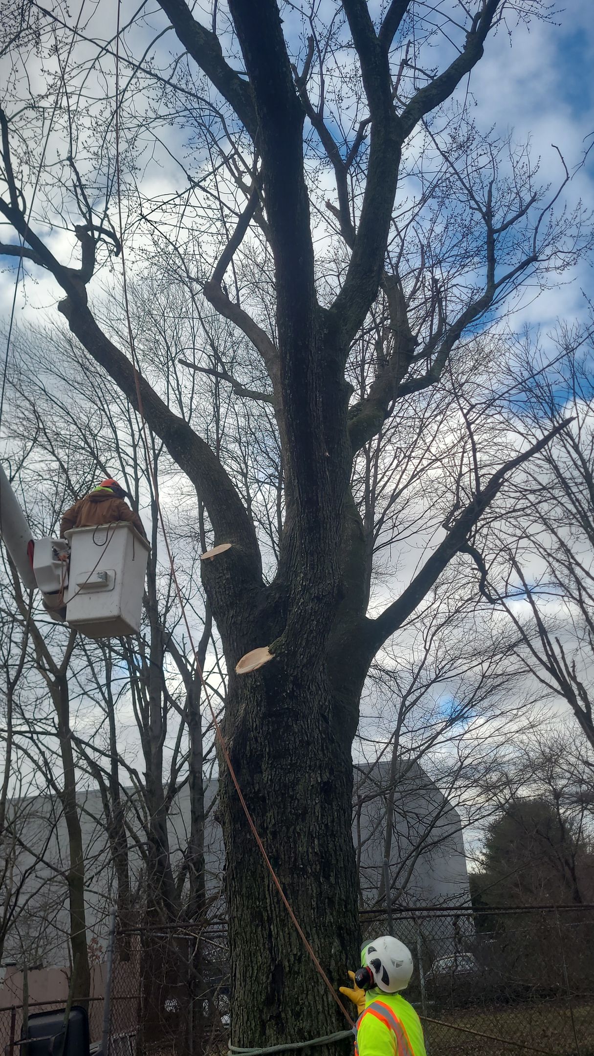 Tree Trimming — Bensalem, PA — Angel Multiservices