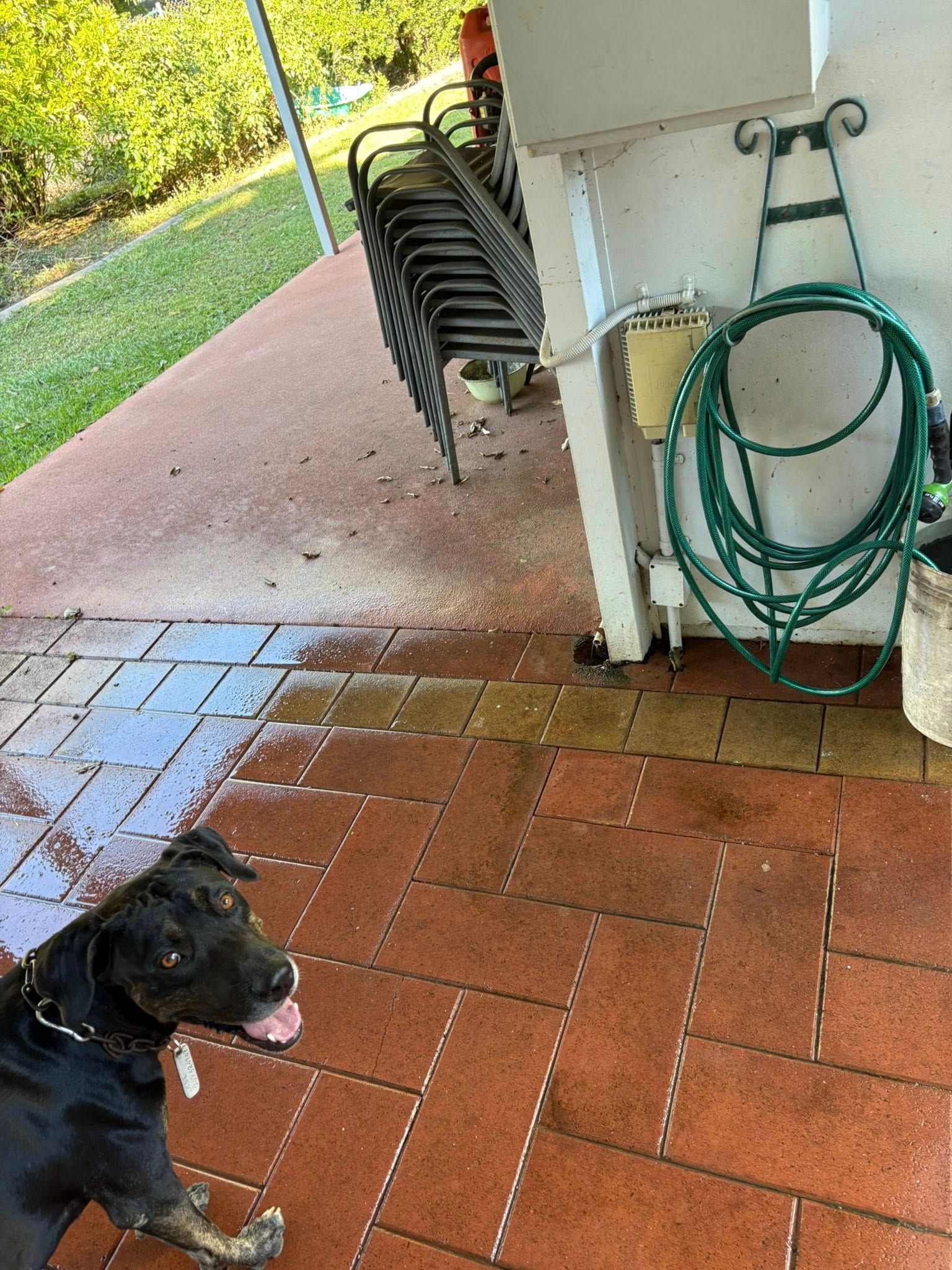 A black dog is standing on a brick patio next to a green hose.