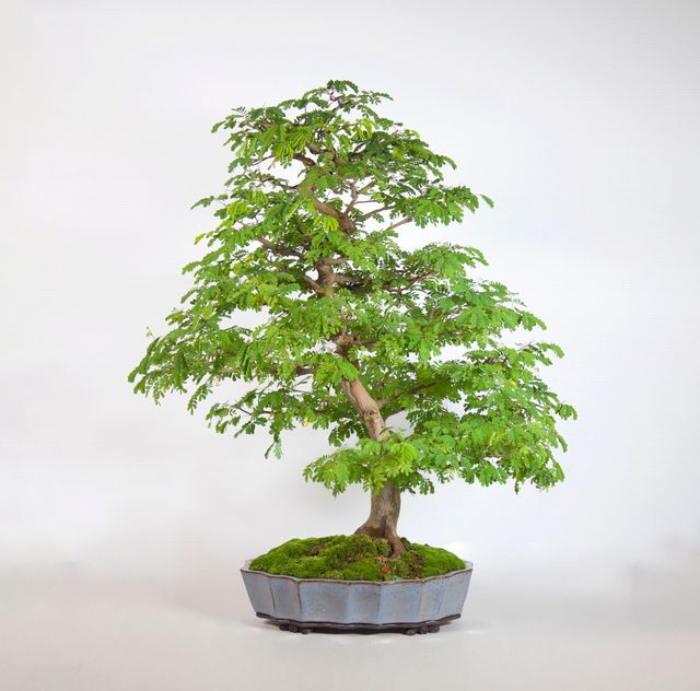 Bonsai Plants from winni