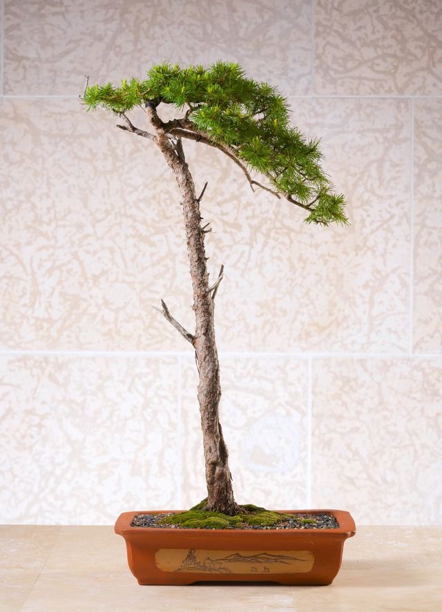 Best Trees for Bonsai | Bonsai Society of Winnipeg