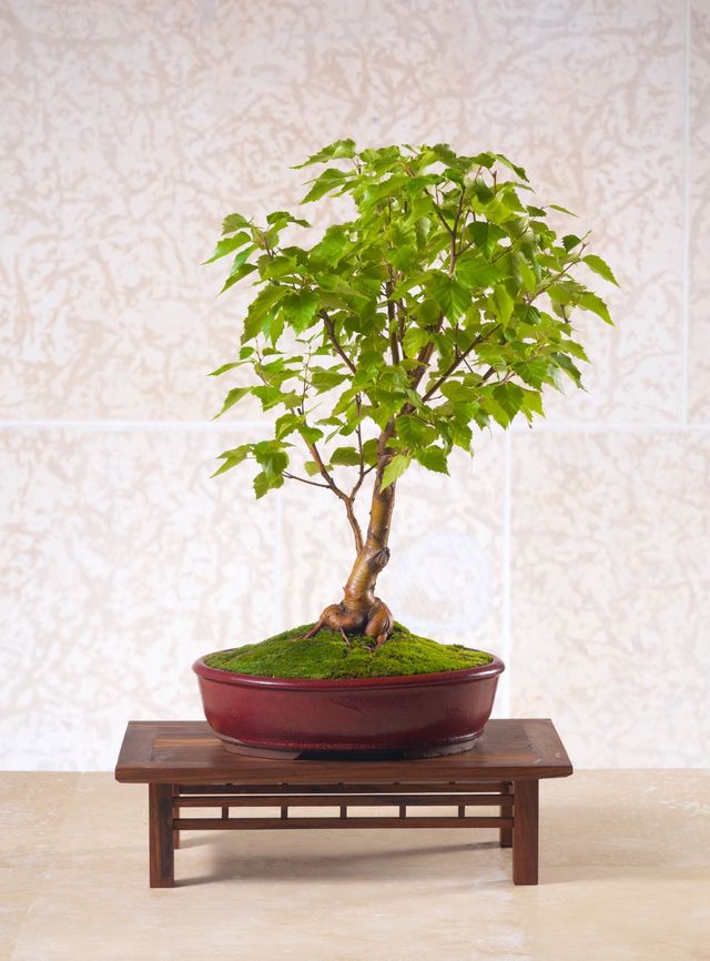 pre bonsai for sale Pinus thunbergii Pre-Bonsai No.2 – Bonsai Lab main image 1