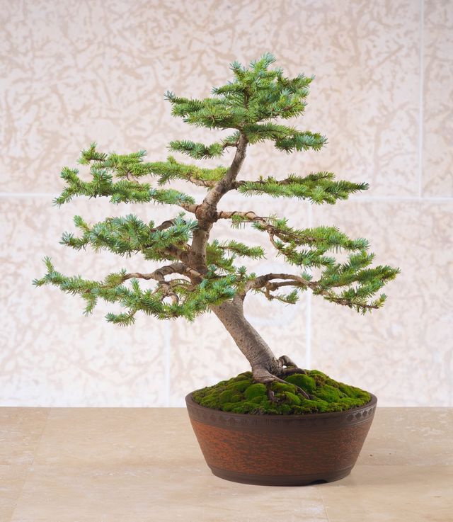 Best Trees for Bonsai | Bonsai Society of Winnipeg